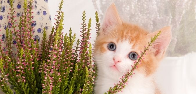 Cat safe house plants