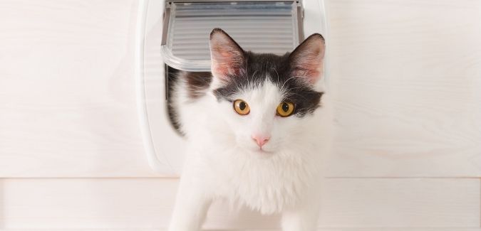 How to make an outdoor cat an indoor cat