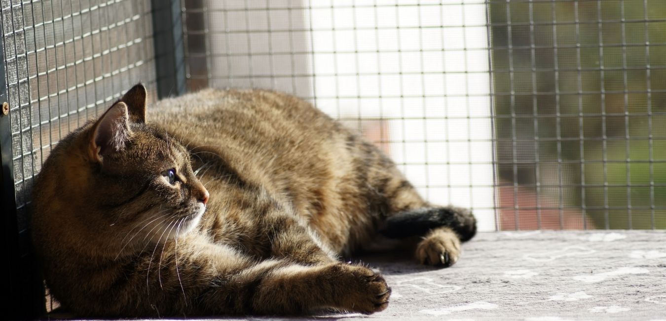 Cat Window Box Ideas for Indoor, Outdoor, Kits and DIY