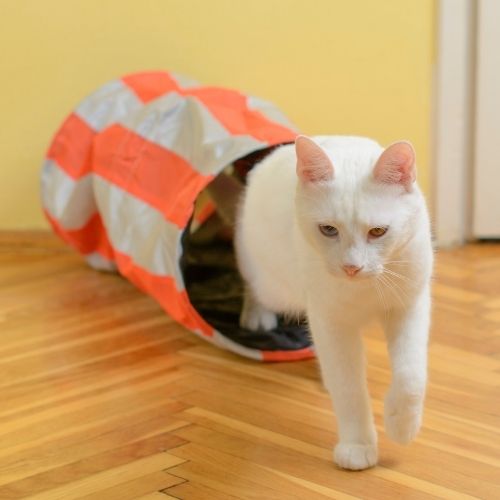 Diy cat tunnel