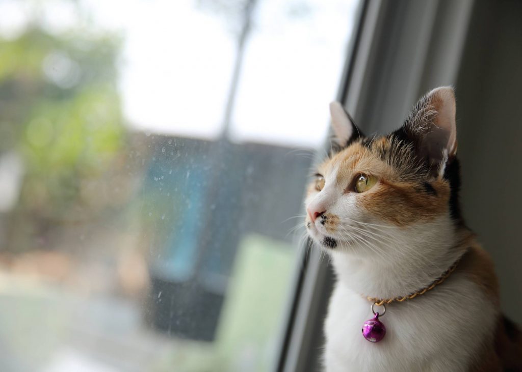 Tips for transitioning cats indoors
