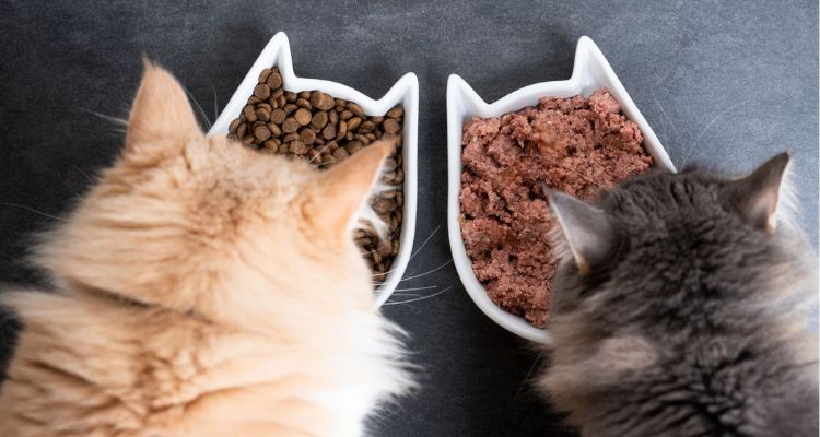 best cat food for indoor cats