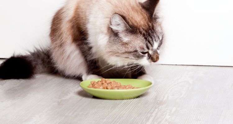 best cat food for overweight indoor cats