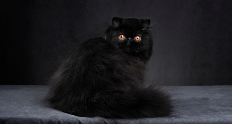 black-persian-cat