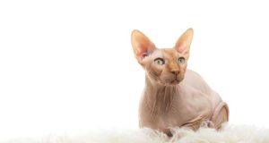 how to care for sphynx cats