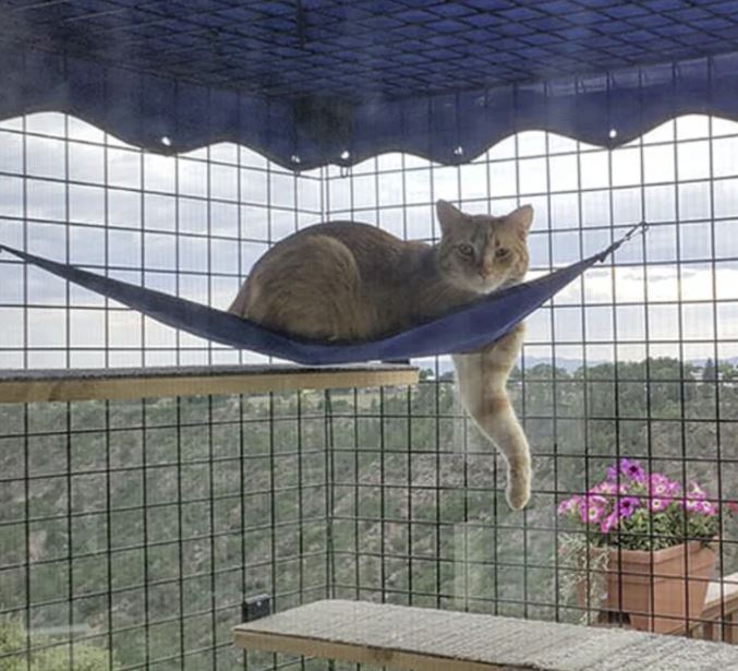 cat hammock catio