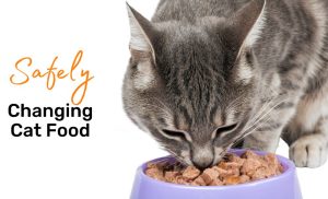changing cat food