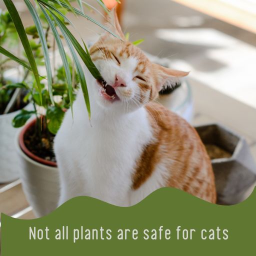 plants for a catio