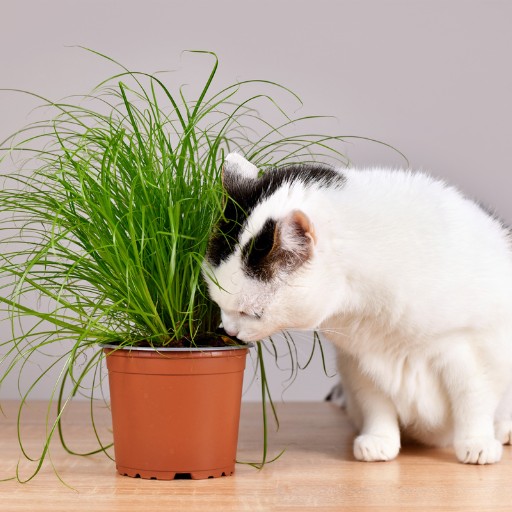 Best cat grass to grow