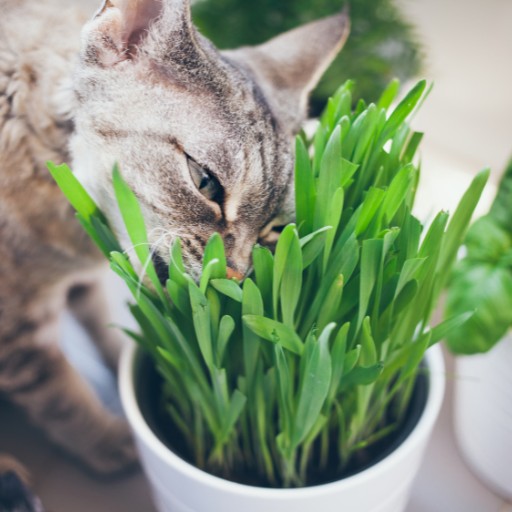 Cat grass for indoor cats