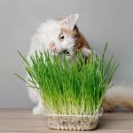 Curated visual reference: 9 Best Cat Grass For Indoor Cats 2023 Grow Catnip Photo Inspiration
