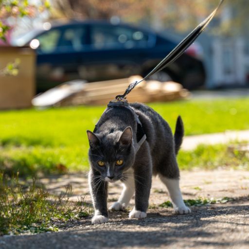 can you leash train a cat