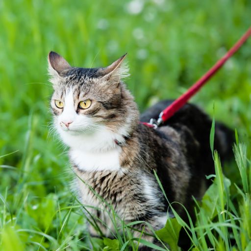 how to leash train a cat