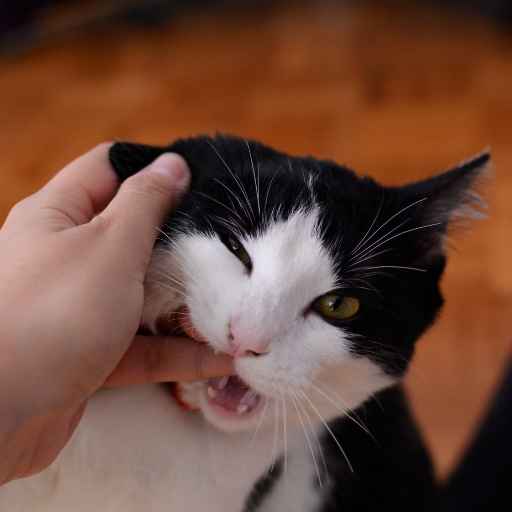 a cat biting when petting